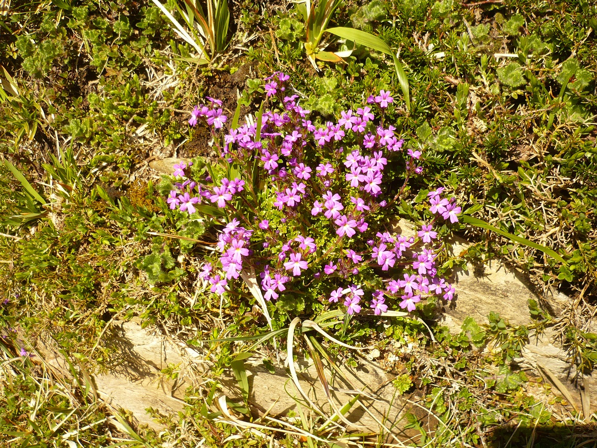 Erinus alpinus (Plantaginaceae)